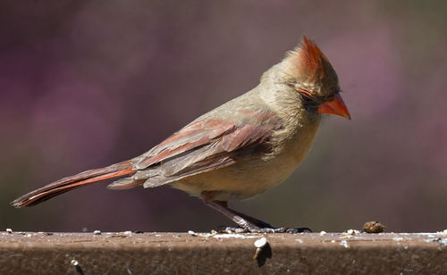 Close-up of bird perching on wood