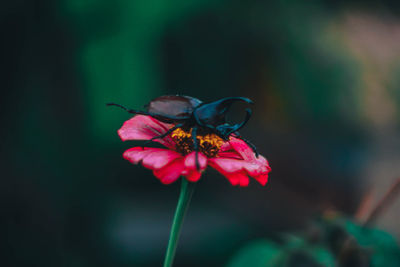 Close-up of insect on flower