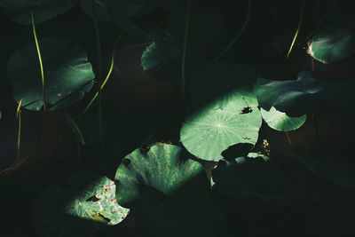 Close-up of water lily leaves