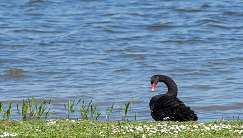 black swan