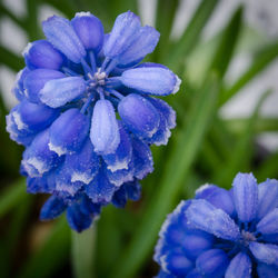 Close-up of purple flowers blooming