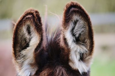 Close-up of donkey ears