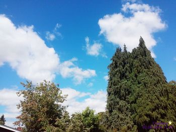 Low angle view of trees against sky