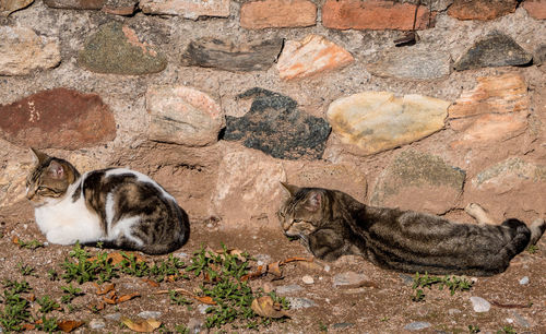 Cats relaxing on wall