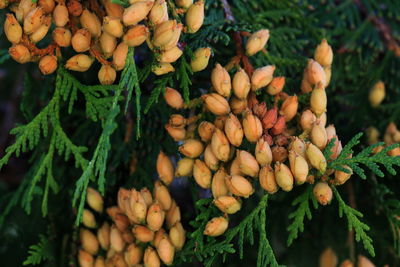 Close-up of mushrooms