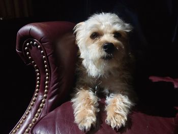 Close-up portrait of dog against black background