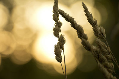Close-up of fresh plant against sky at sunset
