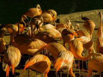 Flock of birds on field