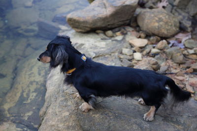 Side view of dog standing on rock by river