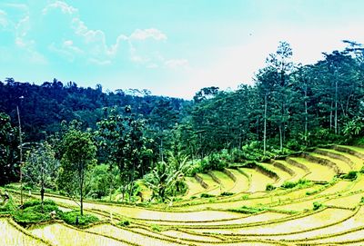 Scenic view of agricultural field against sky