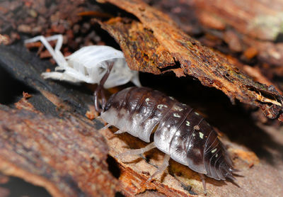 Close-up of insect on leaves