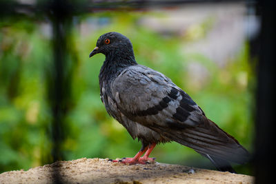 Close-up of pigeon perching