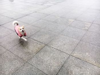 Close-up of dog on floor