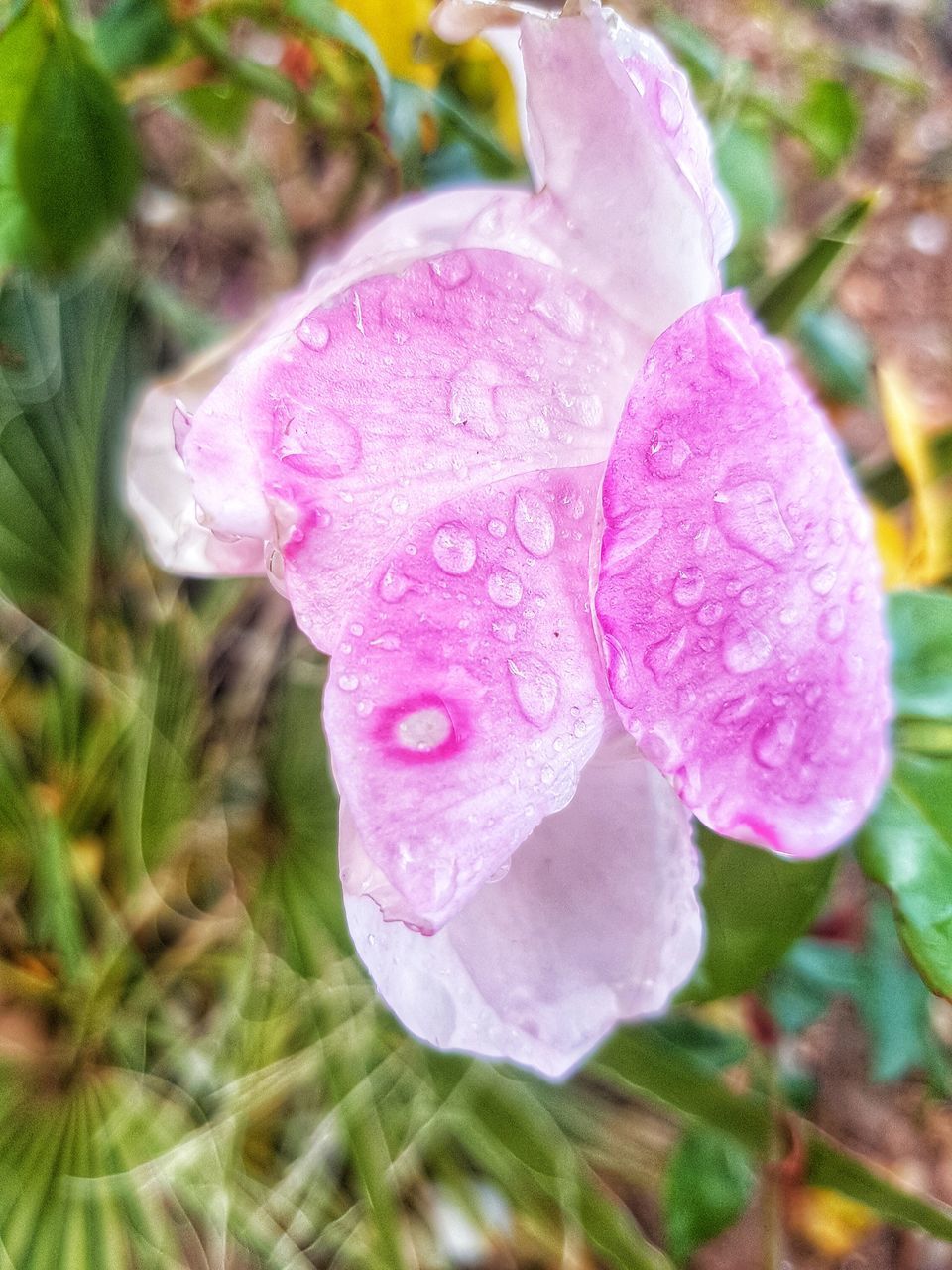 CLOSE-UP OF WATER DROPS ON PINK ROSE