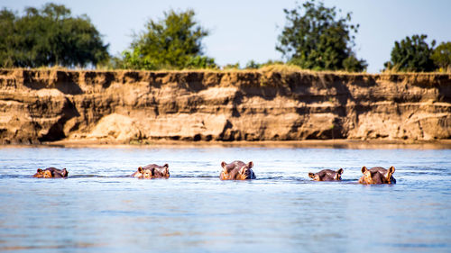 Hippopotamus in river against sky