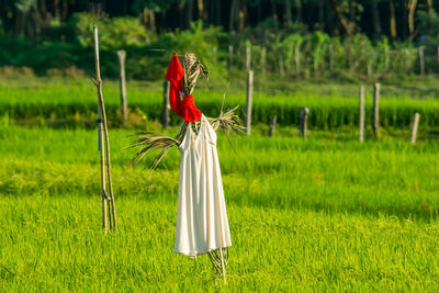 Bird perching on grass in field