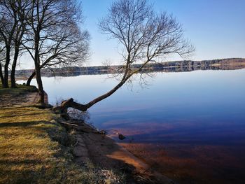 Close-up of tree by sea against sky