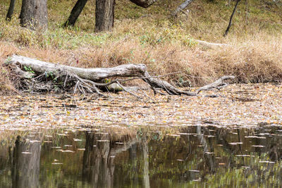 Dead tree in water