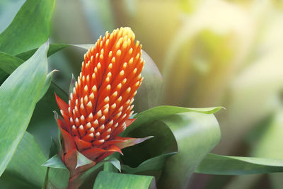 Close-up of orange flowering plant