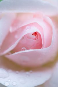 Close-up of wet pink rose