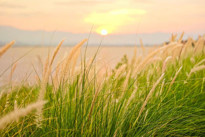 Close-up of stalks in field against sunset sky