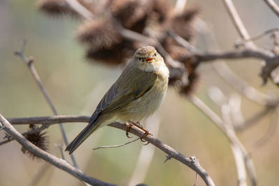 Close-up of bird perching on branch