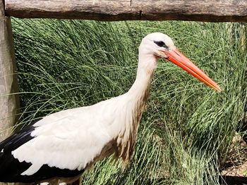 Close-up of a bird