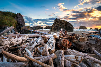 Lots of driftwood at the oregon coast