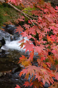 Close-up of maple leaves on tree during autumn