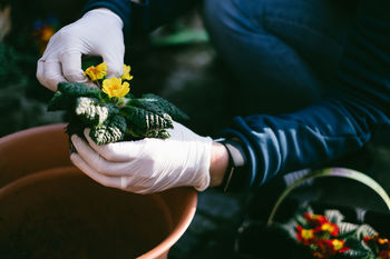 Midsection of man planting flowers in garden