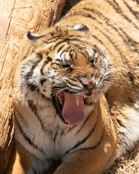 Close-up of a tiger