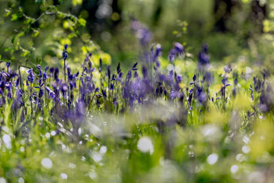 Close-up of purple flowering plants on field