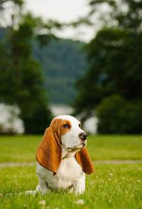 Basset hound sitting on grass