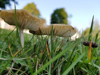 Close-up of mushrooms growing on field