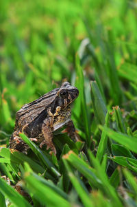 Close-up of lizard on a land