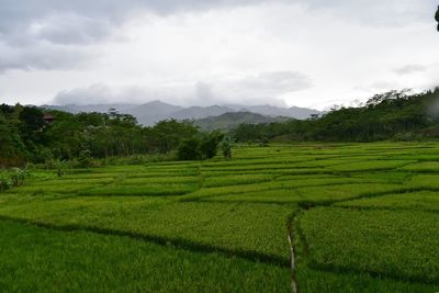 Scenic view of agricultural field against sky