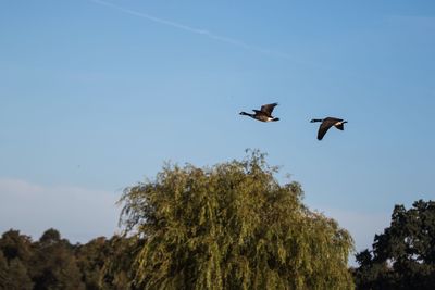 Low angle view of eagle flying against clear sky