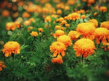 Close-up of yellow flowers