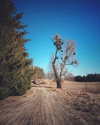 Trees against clear blue sky