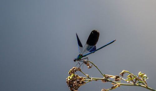 Close-up of dragonfly on plant