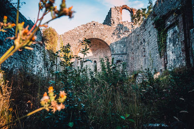 Plants in old building