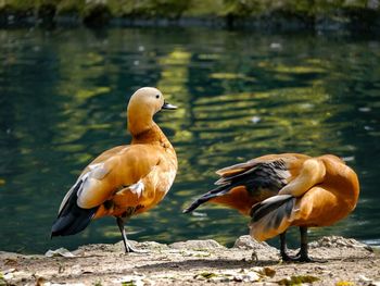 Birds perching on a lake