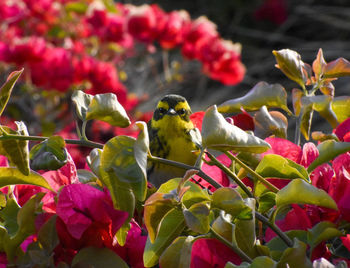 Close-up of bird perching on plant