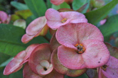 Close-up of pink flowering plant