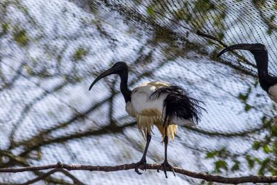 Low angle view of bird perching on tree