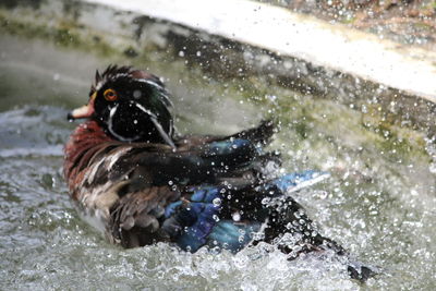 High angle view of duck swimming in lake