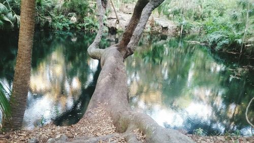 Scenic view of lake in forest