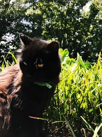 Close-up of black cat on grass