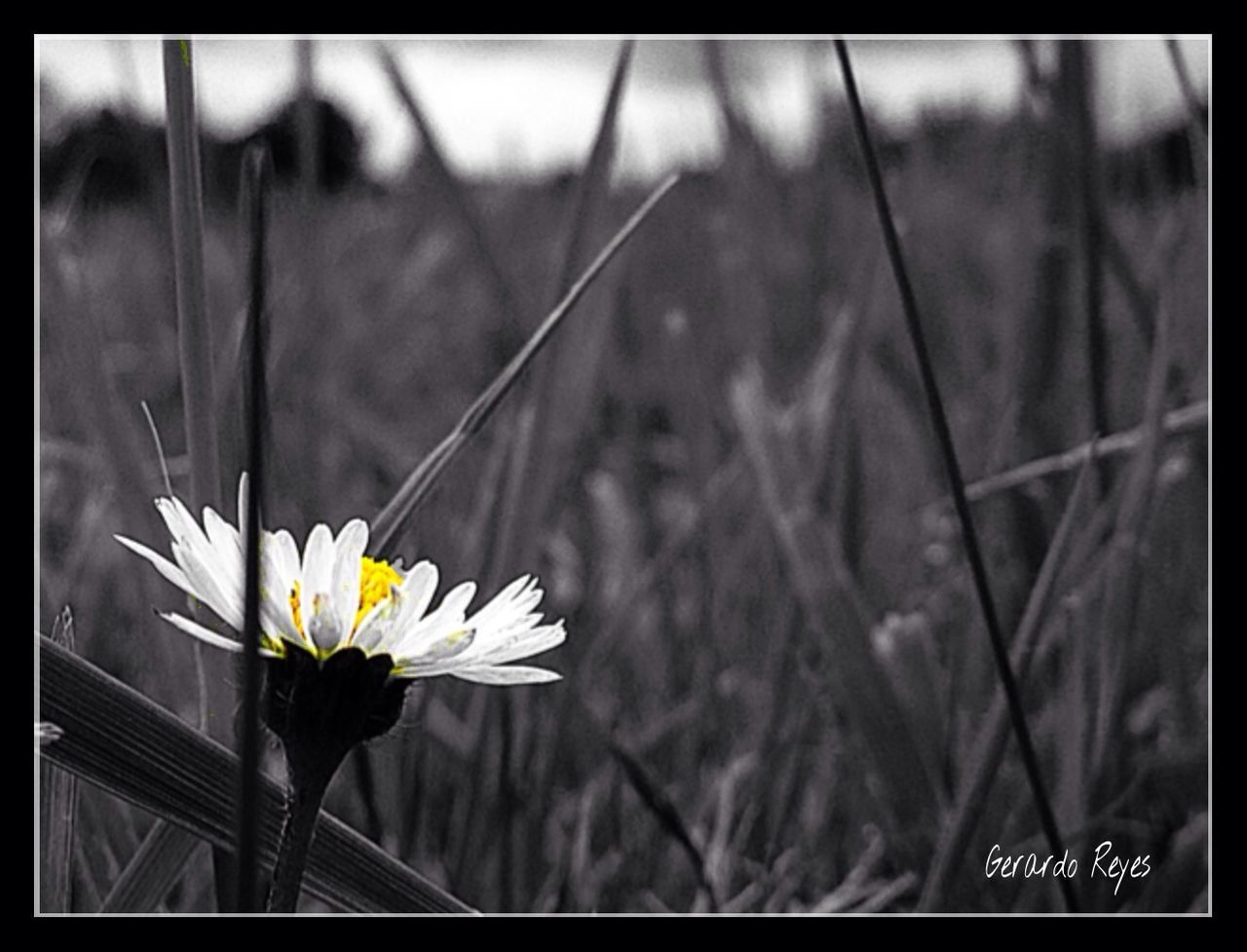 flower, petal, fragility, freshness, flower head, growth, focus on foreground, transfer print, beauty in nature, stem, close-up, blooming, nature, plant, auto post production filter, white color, in bloom, blossom, field, day