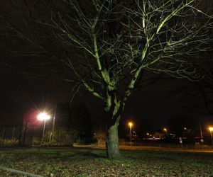 Illuminated tree at night